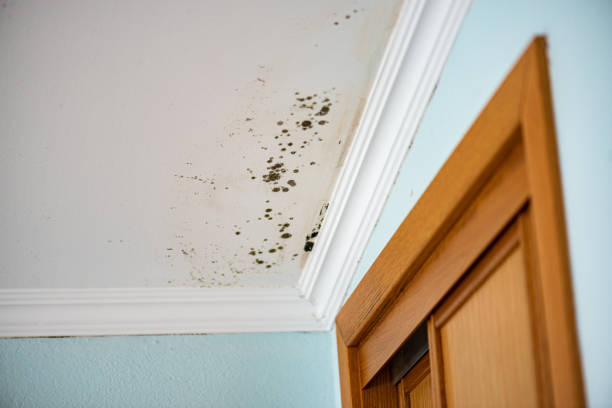 Crawl Space Mold Removal in Oakbrook Terrace, IL