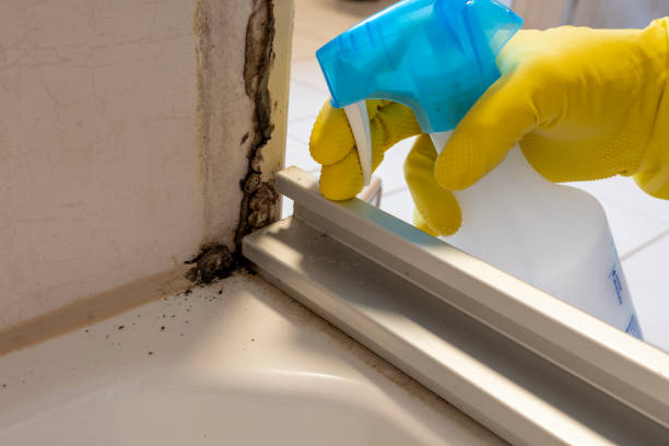 Mold Testing and Removal in Oakbrook Terrace, IL