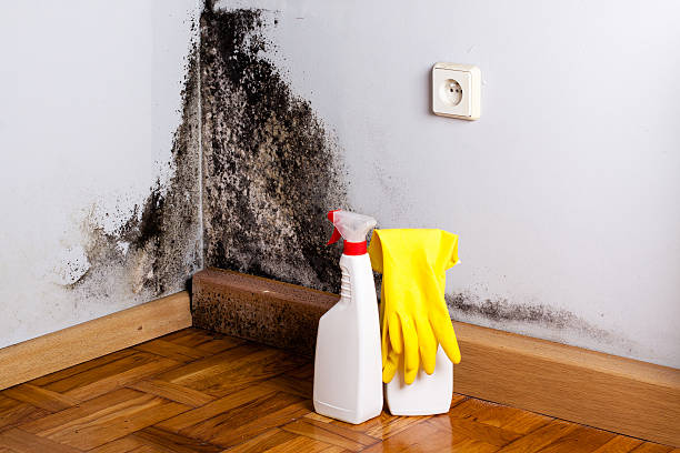 Certified Mold Removal in Oakbrook Terrace, IL