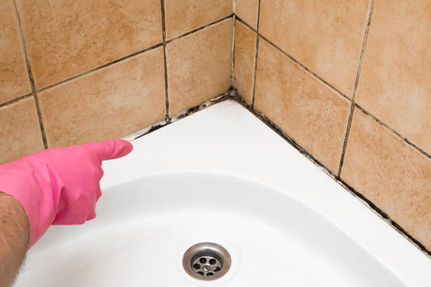 Best Toxic Mold Removal  in Oakbrook Terrace, IL